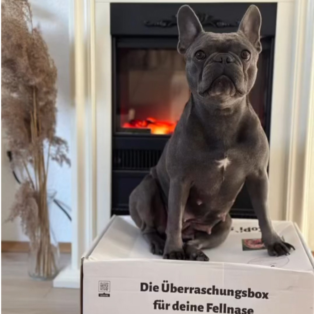 CoPi`s PAWTNER-Box DELUXE Die personalisierte Überraschungsbox für Hunde