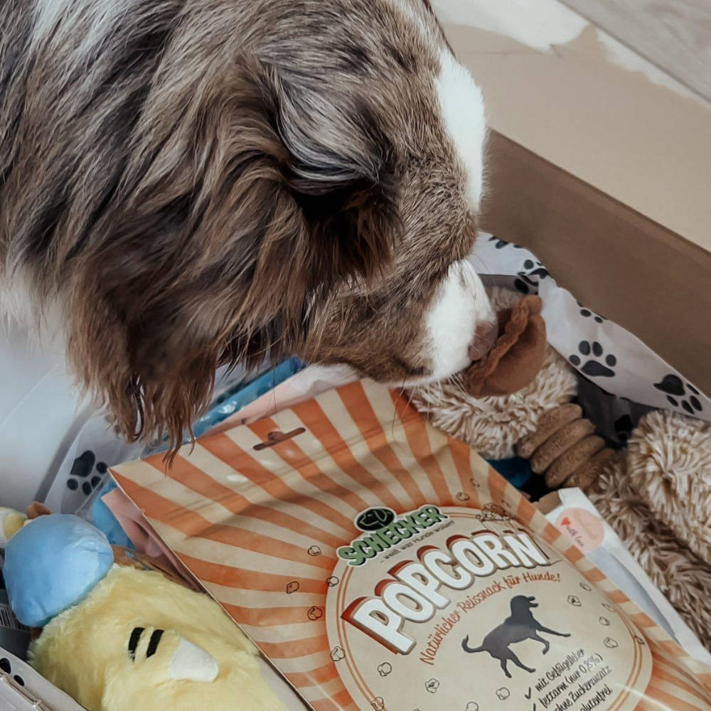 CoPi`s PAWTNER-Box DELUXE Die personalisierte Überraschungsbox für Hunde