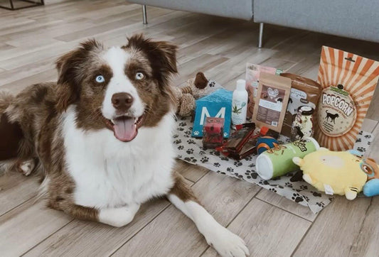 CoPi`s PAWTNER-Box DELUXE Die personalisierte Überraschungsbox für Hunde