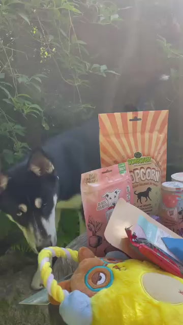 CoPi`s PAWTNER-Box DELUXE Die personalisierte Überraschungsbox für Hunde